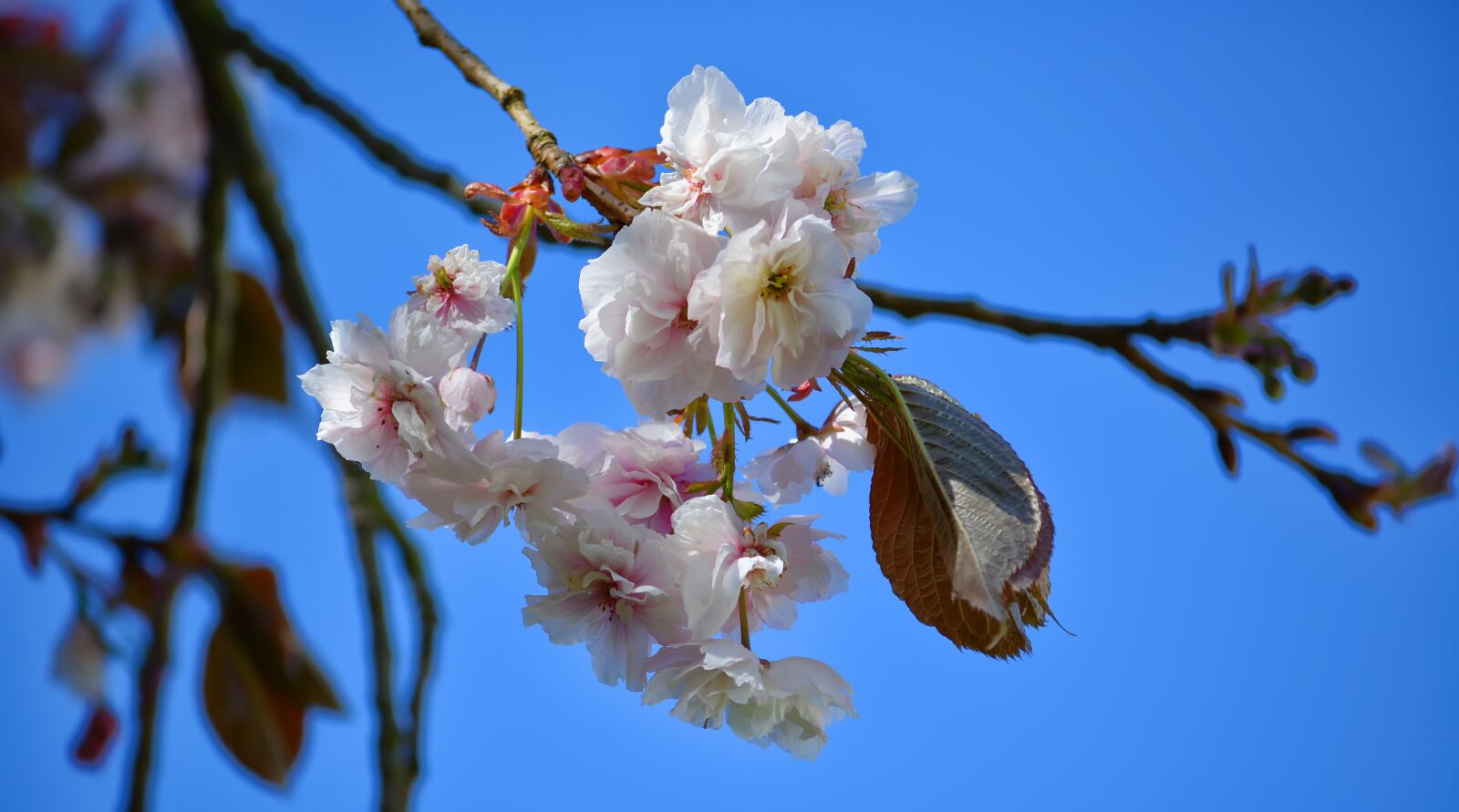 Nikon D5200 sample photo. Spring, flowers, pink photography