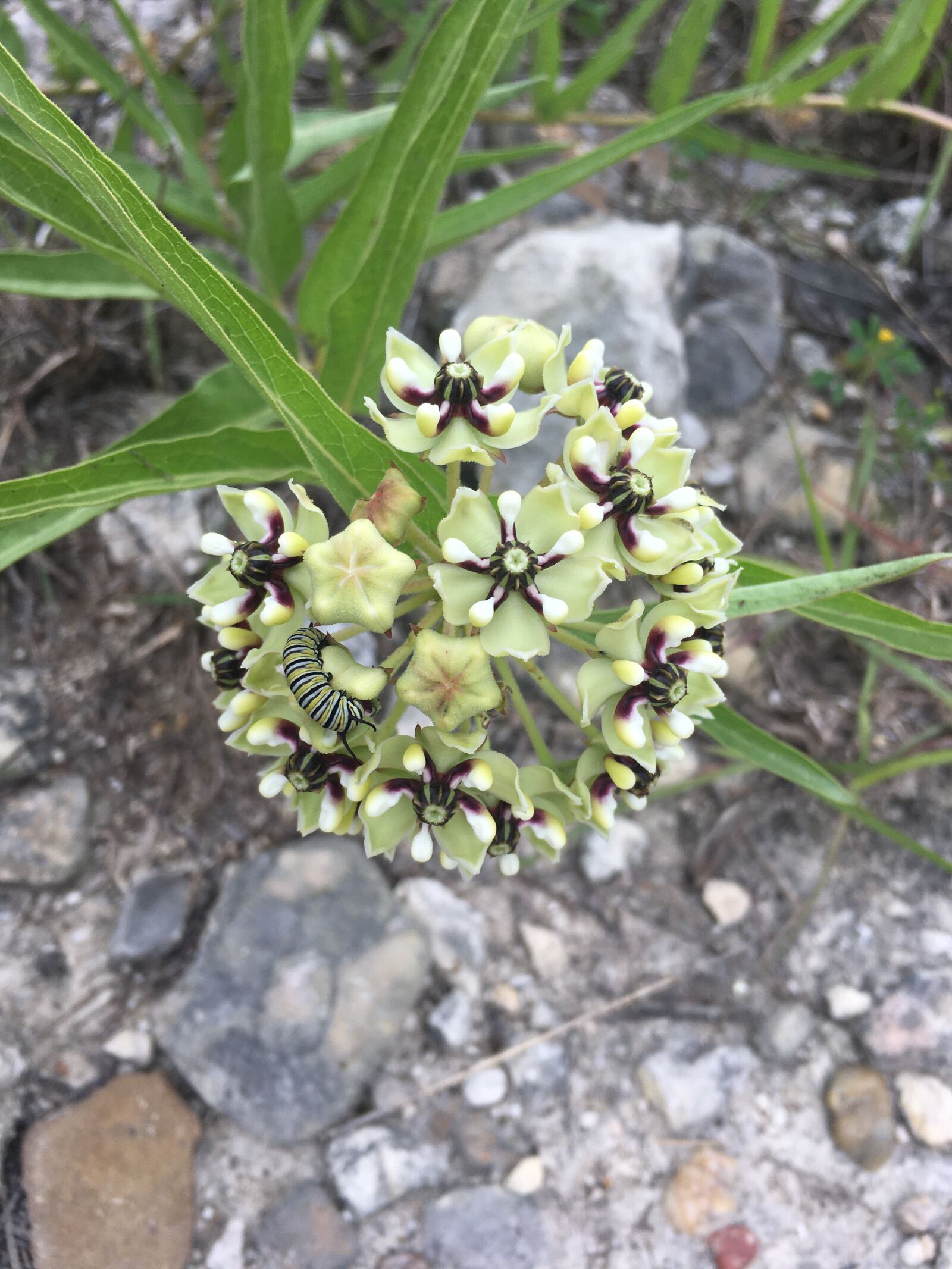 Apple iPhone 6s sample photo. Texas, wildflower, caterpillar photography
