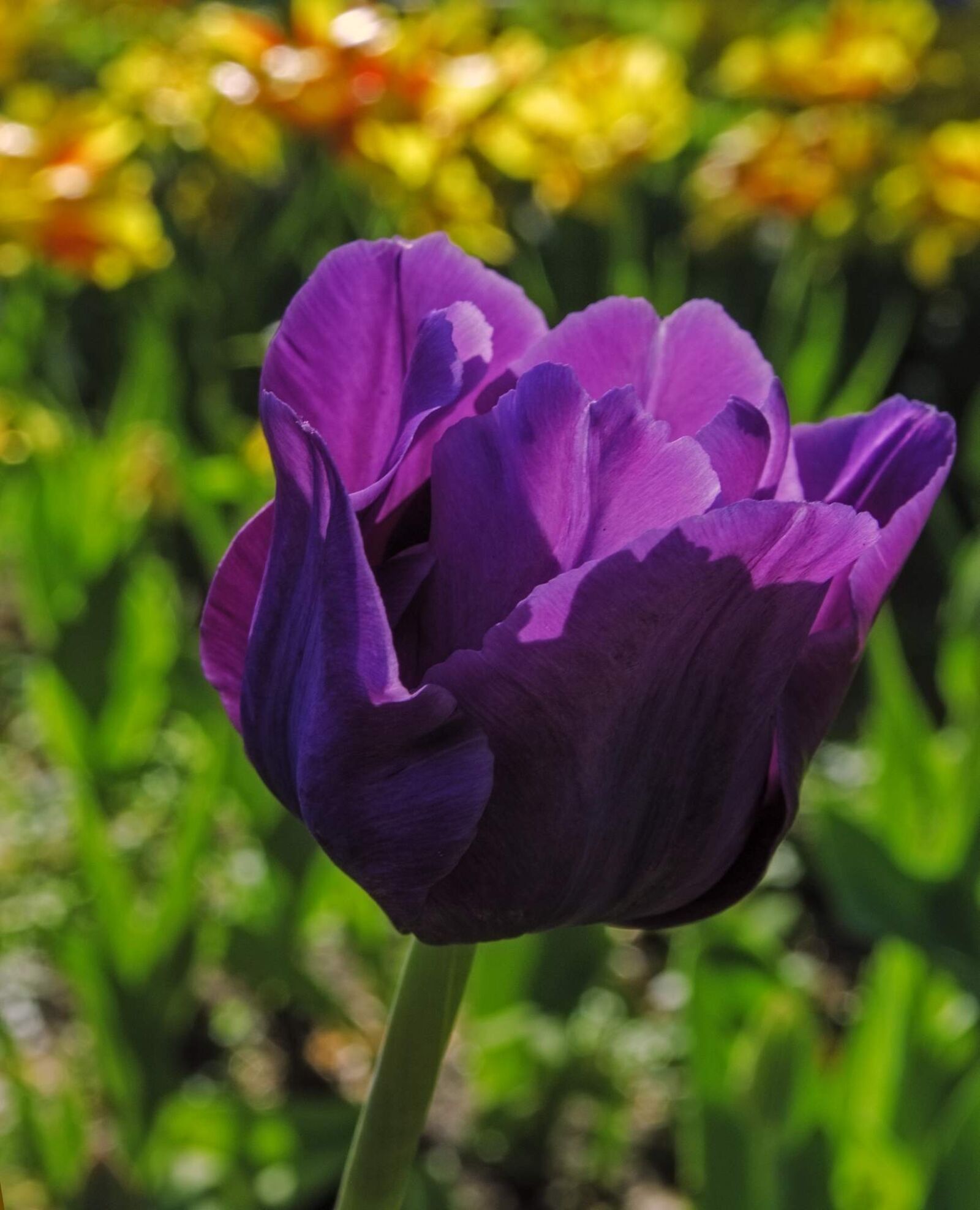 Nikon D5100 sample photo. Flower, blossom, nature photography