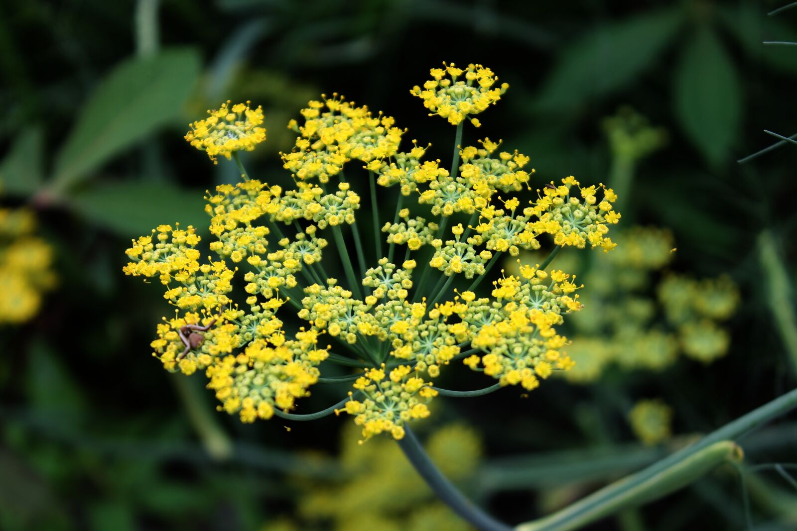 Canon EOS 1100D (EOS Rebel T3 / EOS Kiss X50) sample photo. Fennel, flower, herb photography