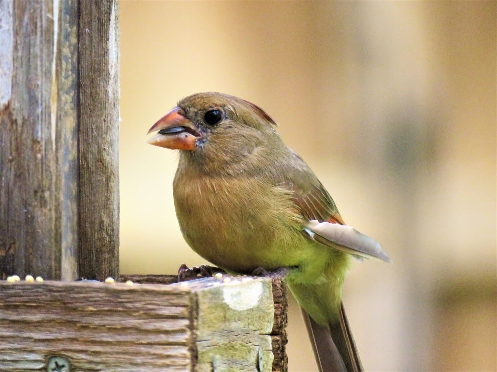 Canon PowerShot SX60 HS sample photo. Bird, close up, wildlife photography