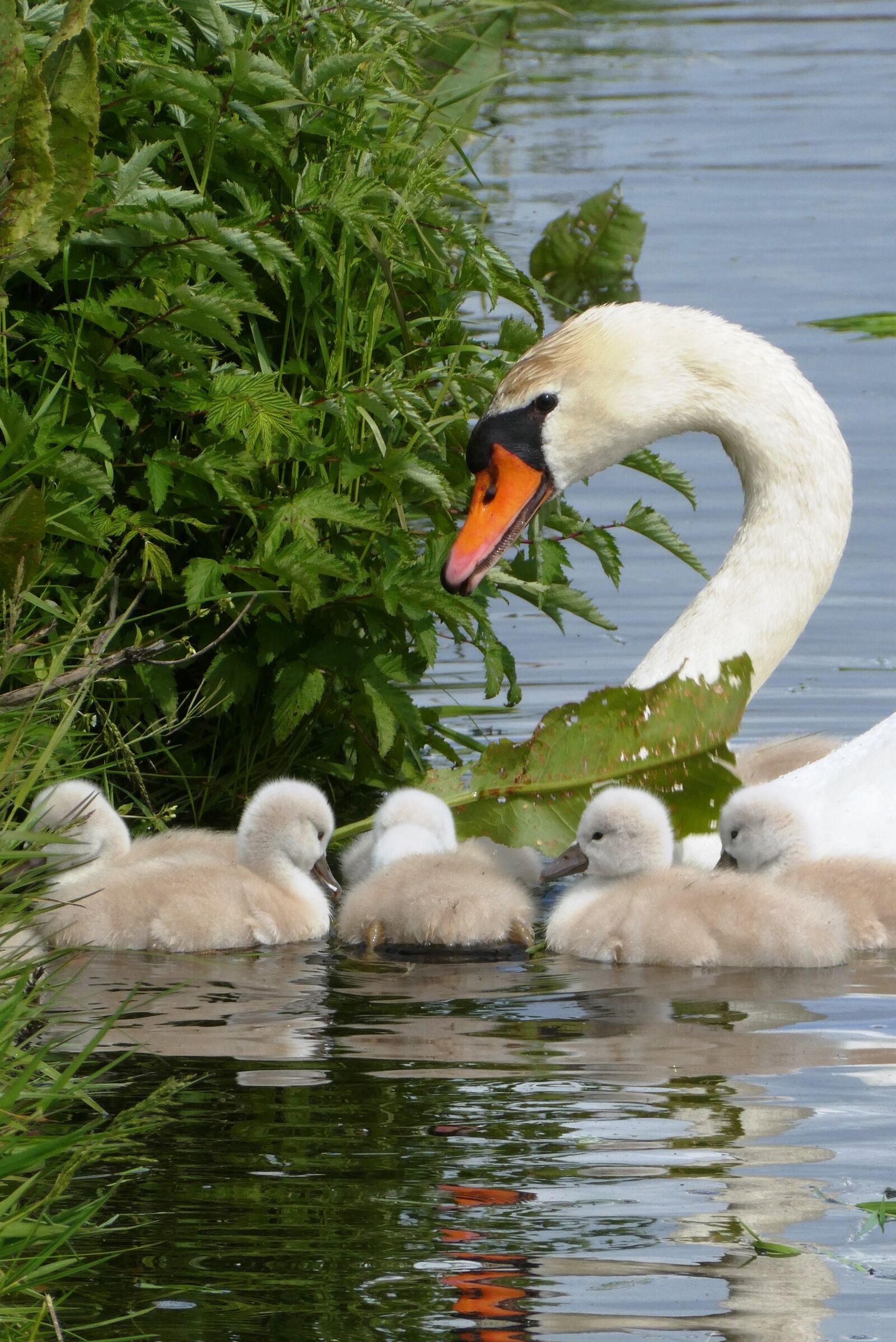 Panasonic Lumix DC-ZS70 (Lumix DC-TZ90) sample photo. Swan with chicks, swan photography