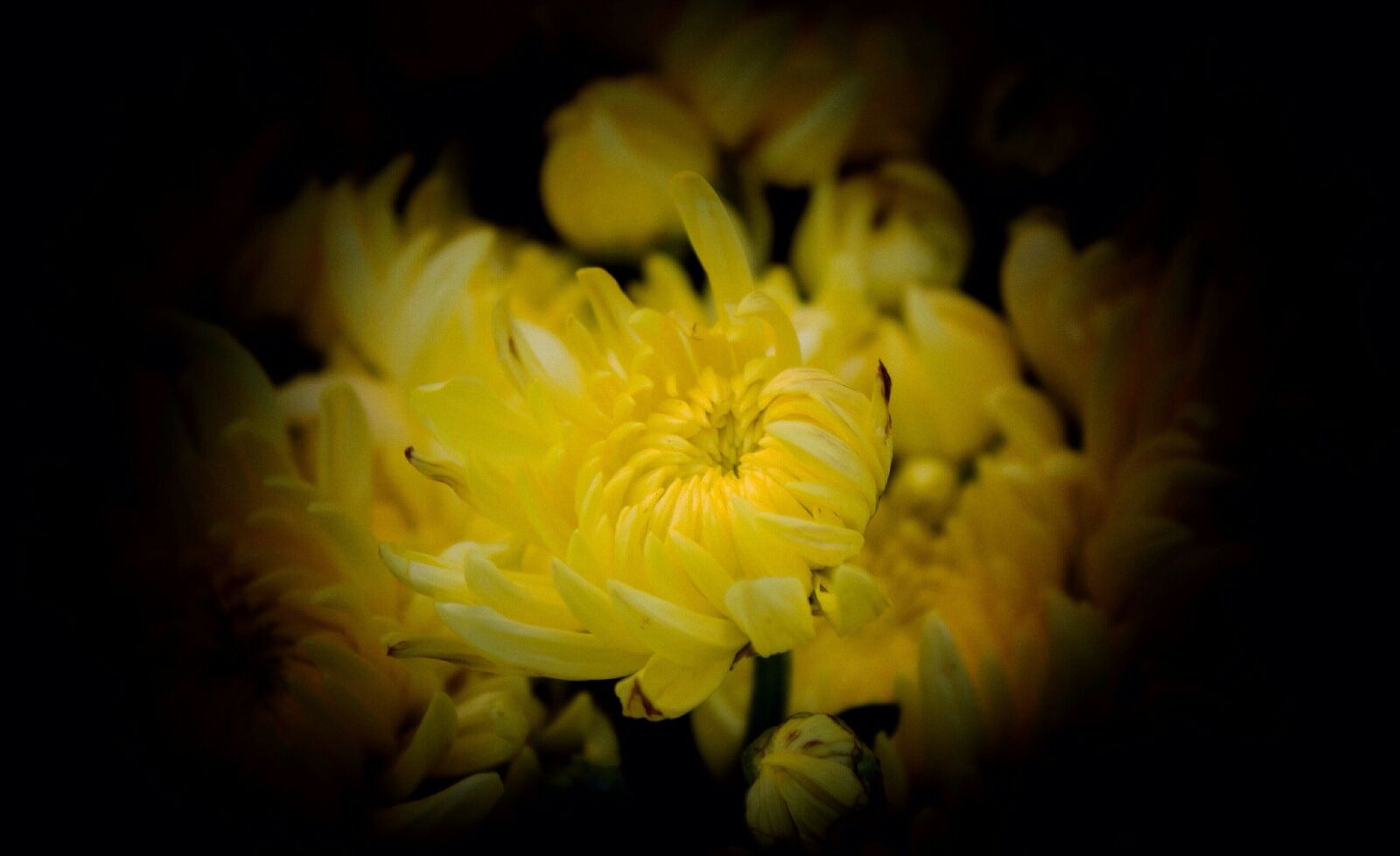 Canon EOS 550D (EOS Rebel T2i / EOS Kiss X4) sample photo. Chrysanthemums, yellow, november photography
