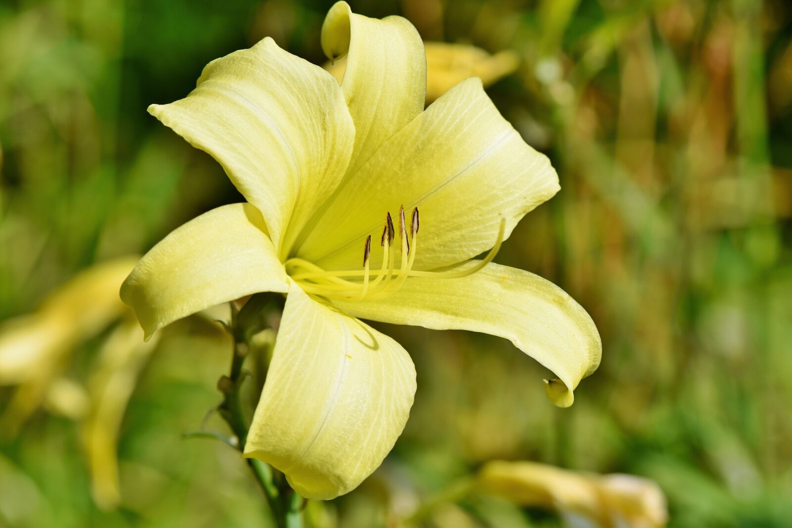 Nikon D7200 sample photo. Lily, blossom, bloom photography