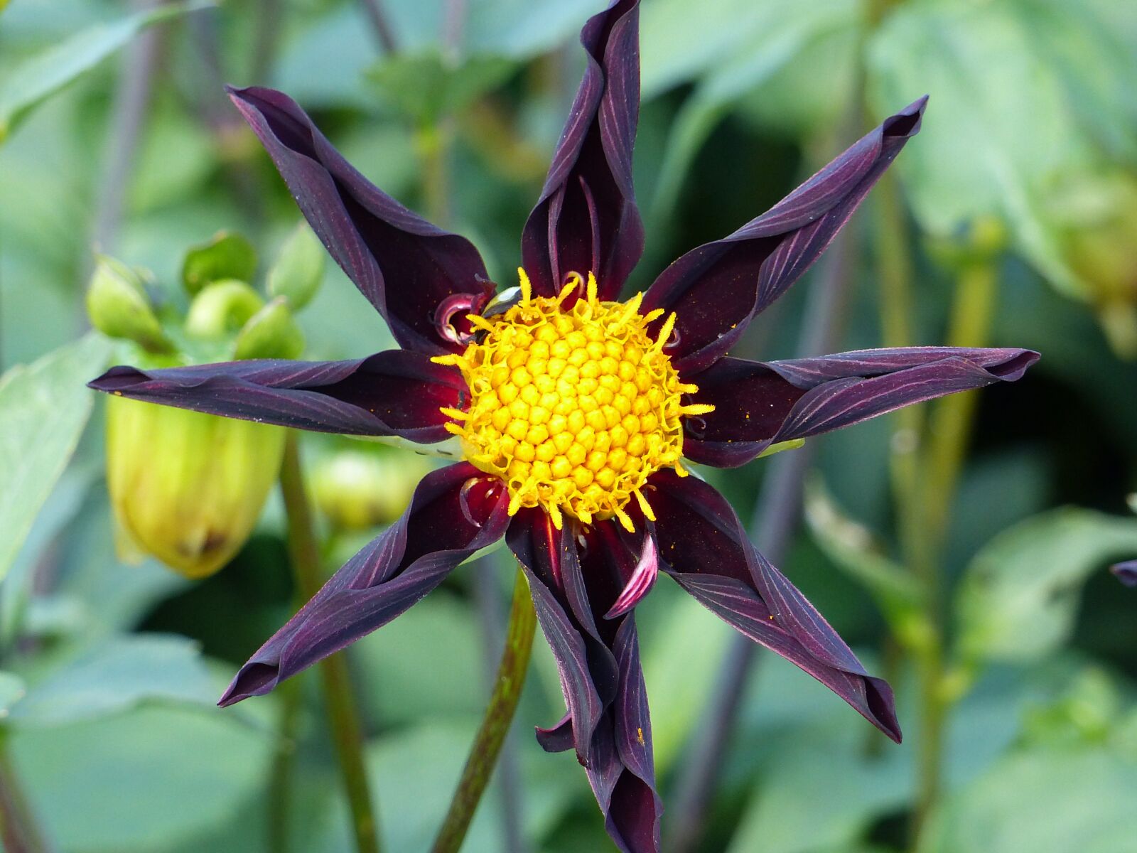 Panasonic Lumix DMC-FZ200 sample photo. Dahlia, flower, bud photography