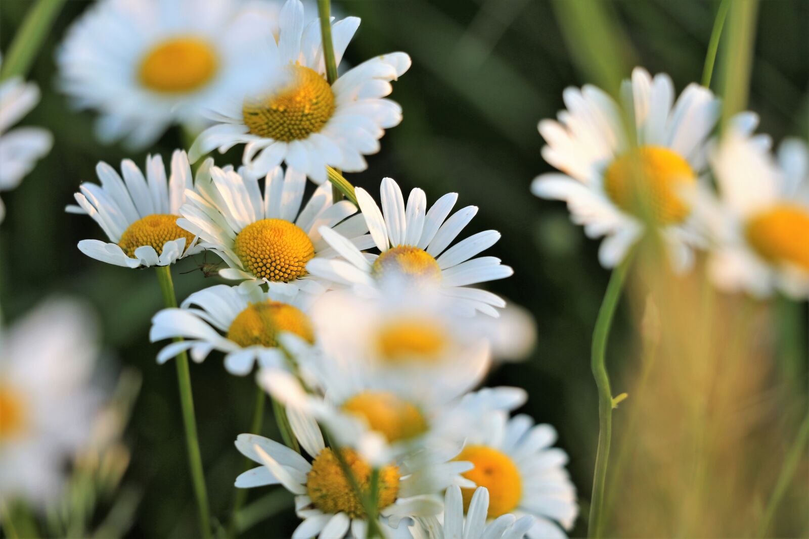 Canon EF 70-300 F4-5.6 IS II USM sample photo. Daisy, flowers, white petals photography