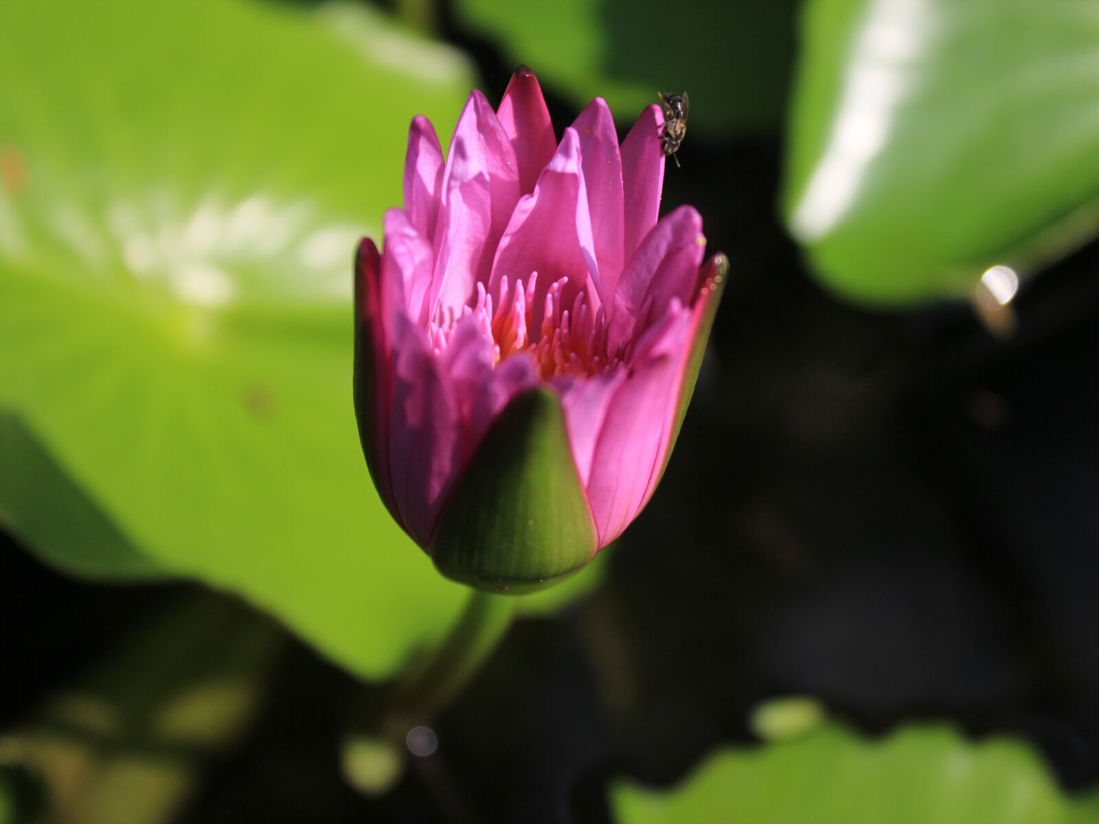Canon EOS 600D (Rebel EOS T3i / EOS Kiss X5) sample photo. Lotus, pink photography
