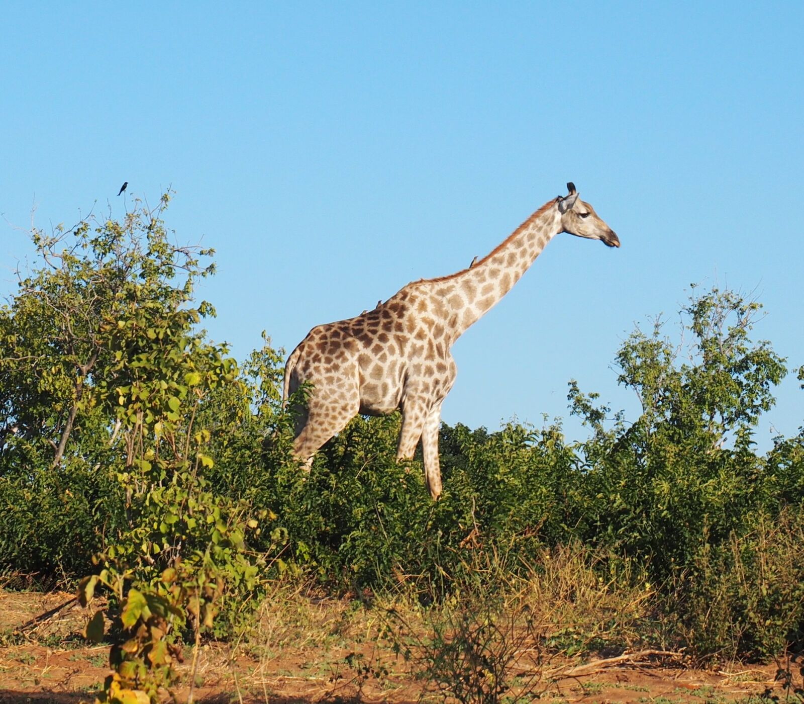 Olympus OM-D E-M1 + Olympus M.Zuiko Digital ED 12-40mm F2.8 Pro sample photo. Animal, giraffe, africa photography