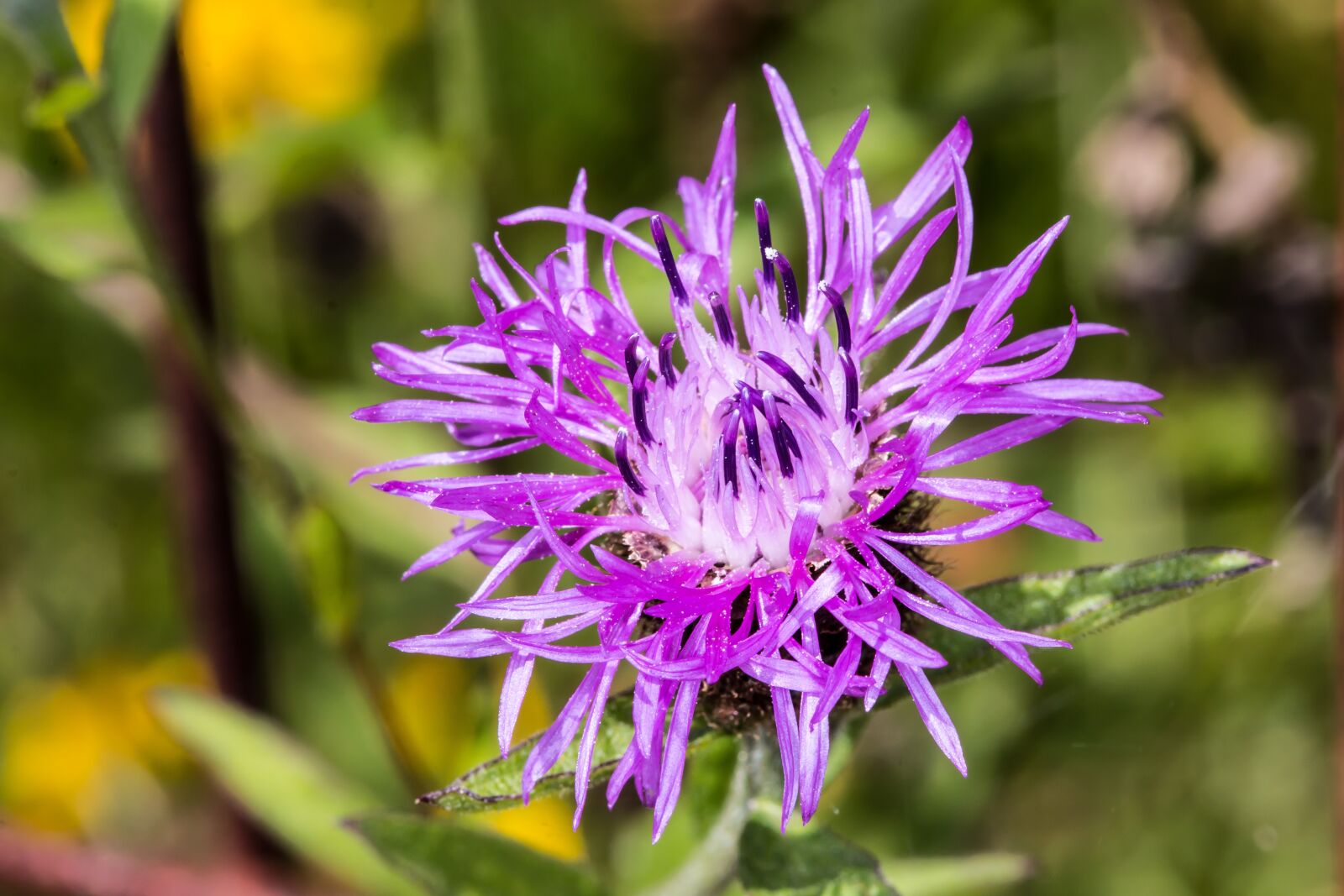 Canon EOS 70D + Canon EF 100mm F2.8 Macro USM sample photo. Flower, nature, flowers photography
