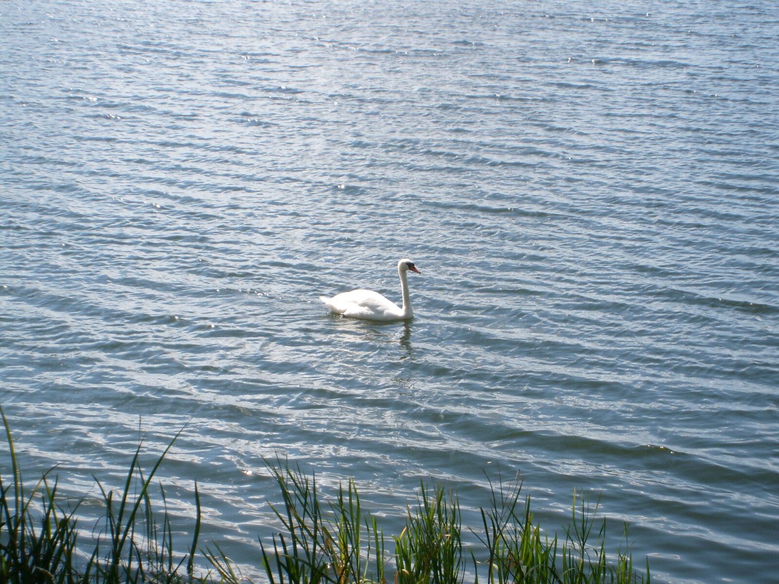 Samsung KENOX S730  / Samsung S730 sample photo. Swan, lake, bird photography