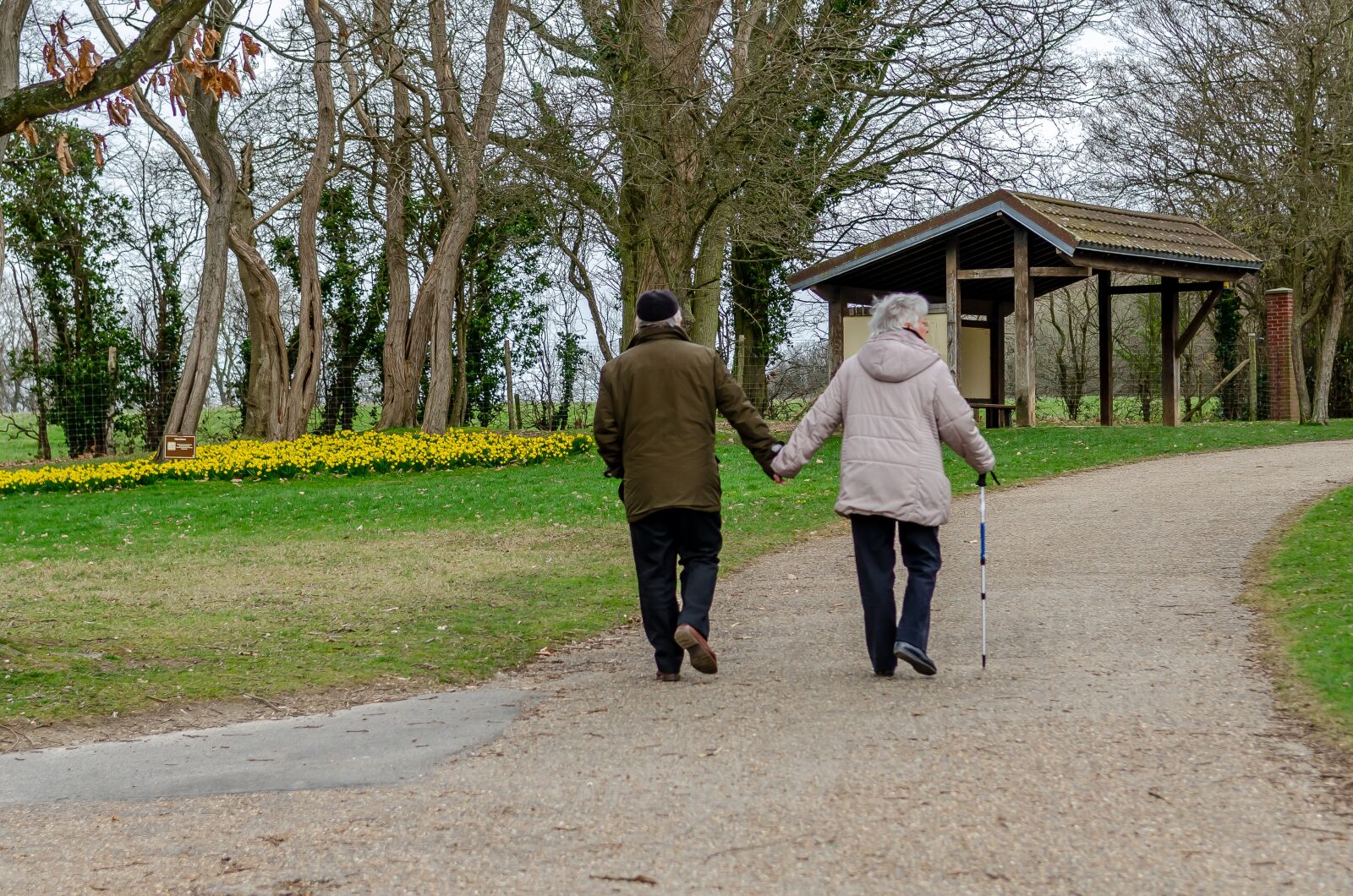 Nikon D7000 sample photo. Daffodil, spring, park photography