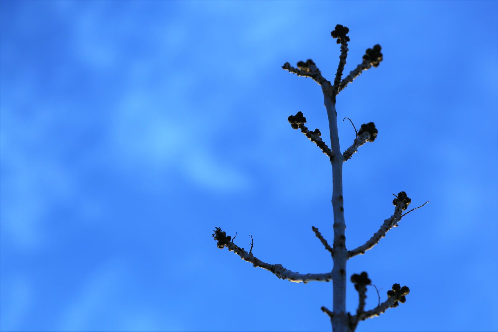 Canon EOS 5D Mark III sample photo. Branch, bud, spring photography