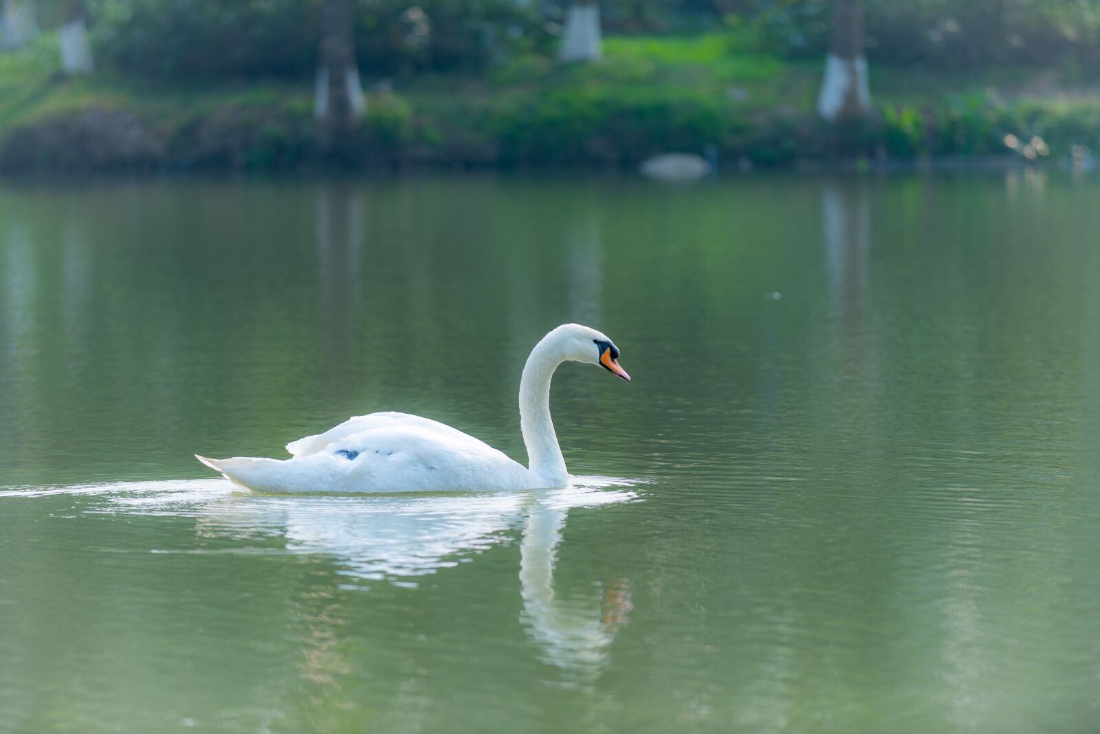 Nikon D810 sample photo. Swan, outdoor, water photography