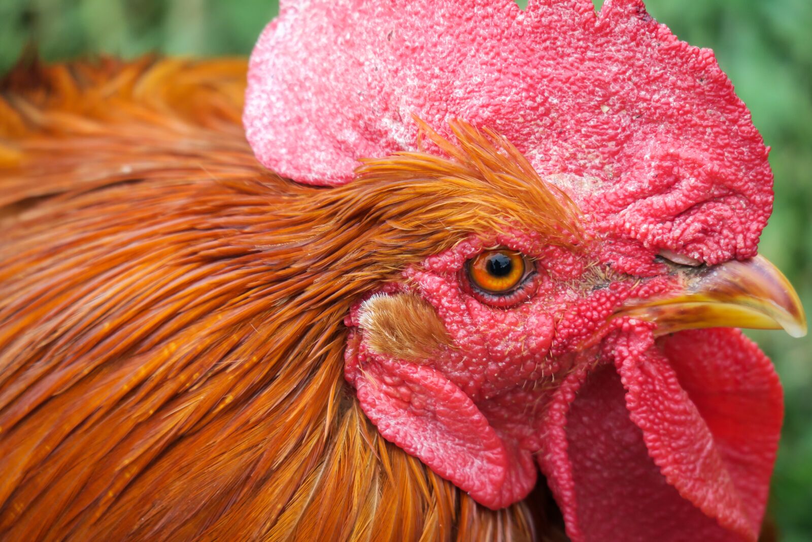 Canon PowerShot G3 X sample photo. Hahn, poultry, bird photography