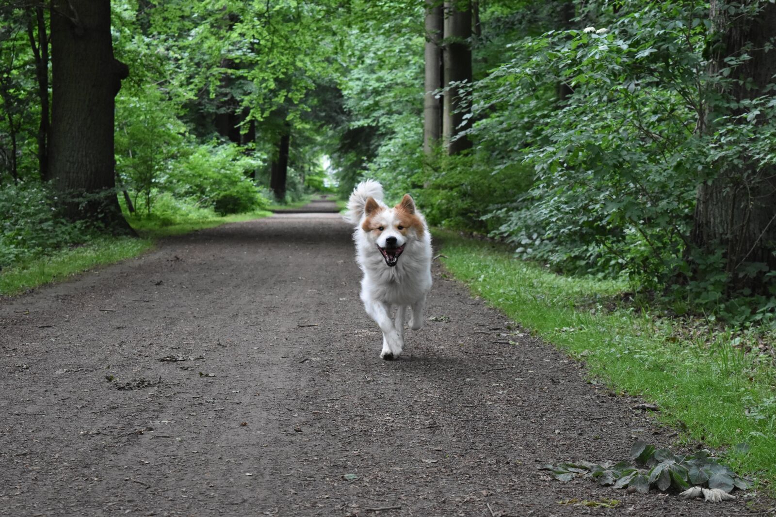 Nikon D5500 sample photo. Dog, run, nature photography