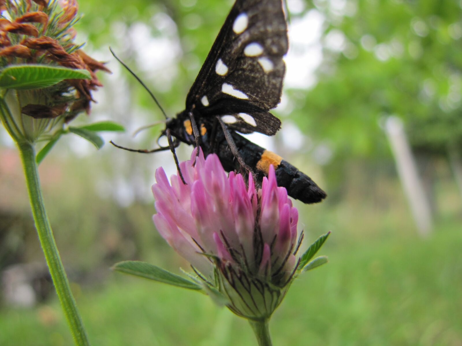Canon PowerShot SX20 IS sample photo. Butterfly, flower, purple photography