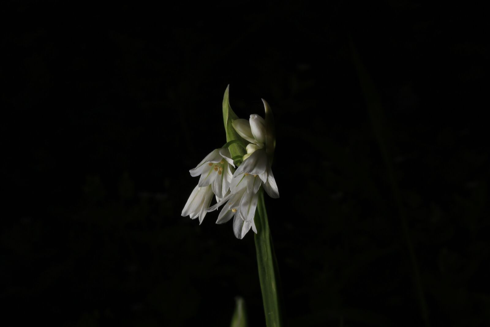 Canon EOS 1200D (EOS Rebel T5 / EOS Kiss X70 / EOS Hi) + Canon EF 50mm F1.8 STM sample photo. Flower, nature, leaf photography