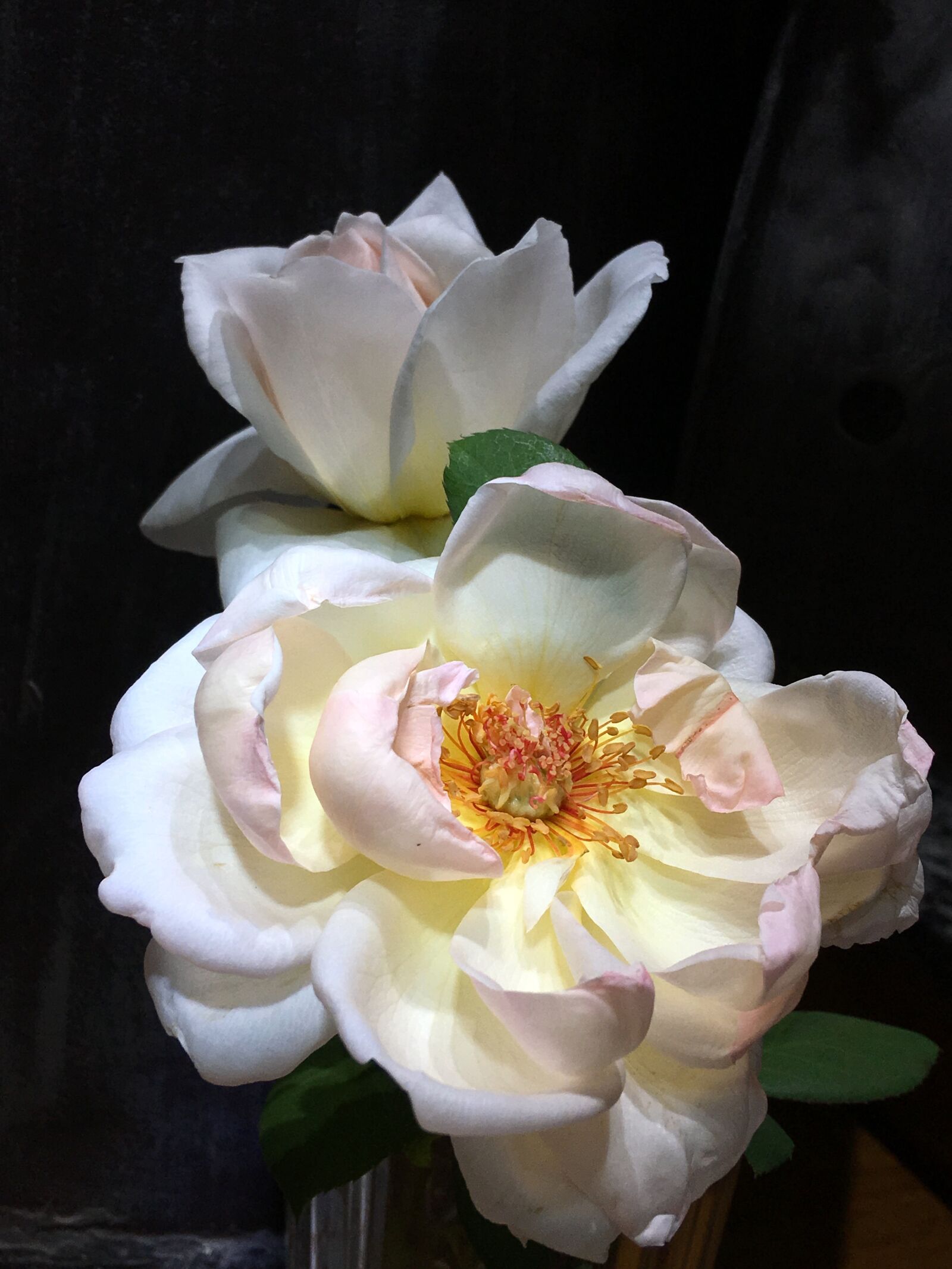 iPhone 6s Plus back camera 4.15mm f/2.2 sample photo. Roses, white flower, pink photography
