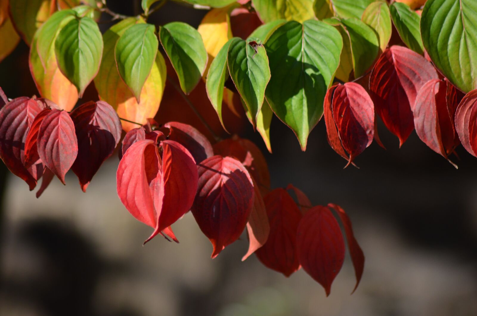 Nikon D5100 sample photo. Autumn, leaves, golden autumn photography