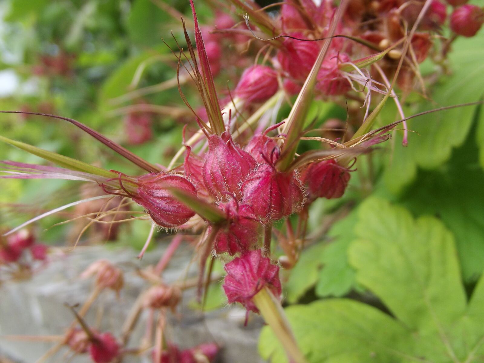 FujiFilm FinePix S2950 (FinePix S2990) sample photo. Plants, macro, pink photography