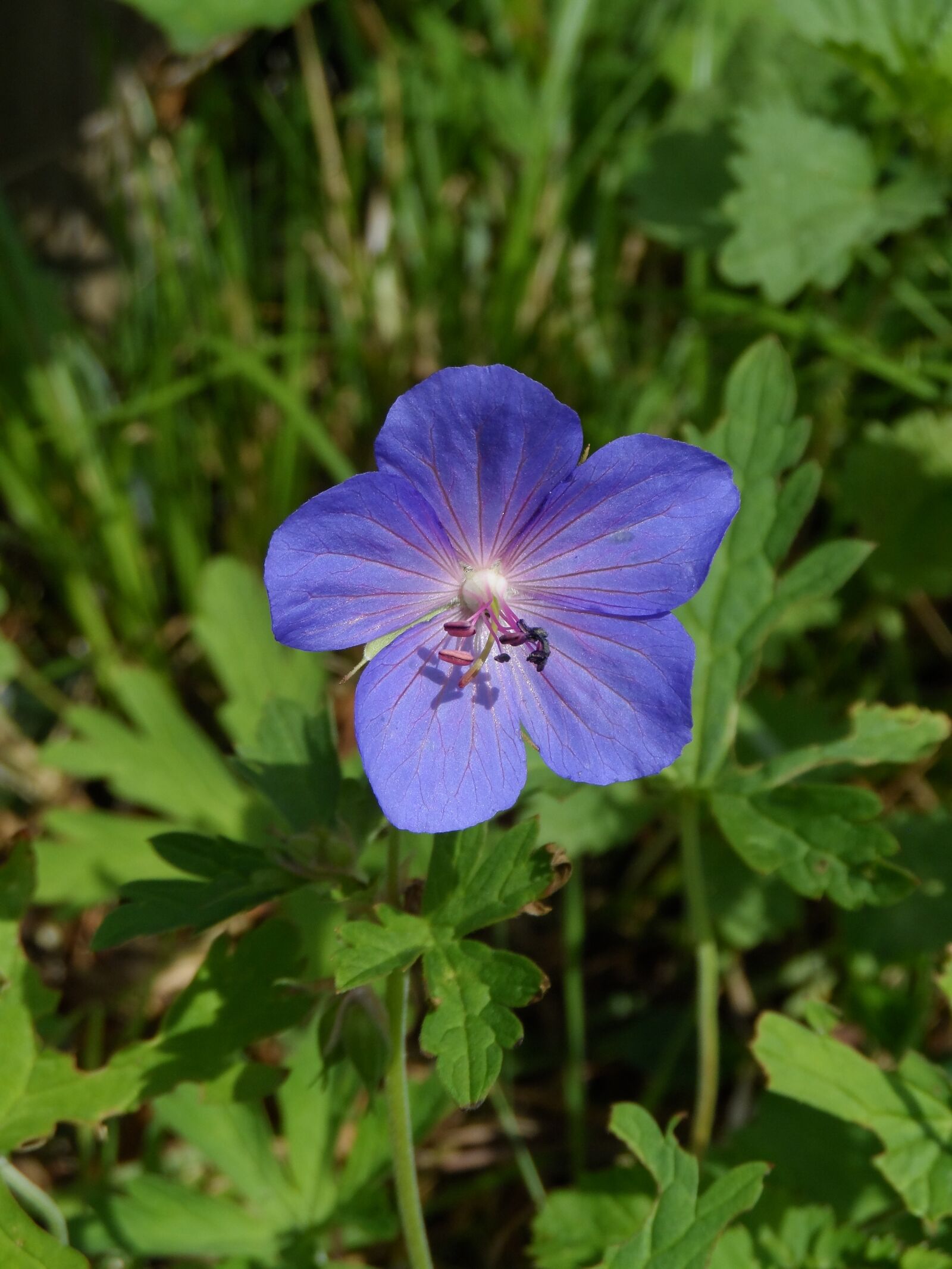 Samsung WB150 / WB150F / WB152 / WB152F / WB151 sample photo. Cranesbill, geranium rozanne, blue photography