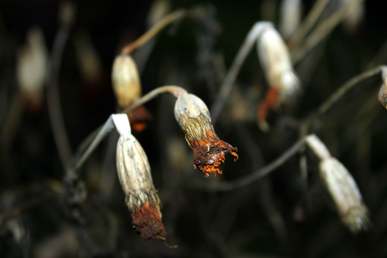 Canon EOS 1200D (EOS Rebel T5 / EOS Kiss X70 / EOS Hi) sample photo. Dry flowers, wilted, at photography