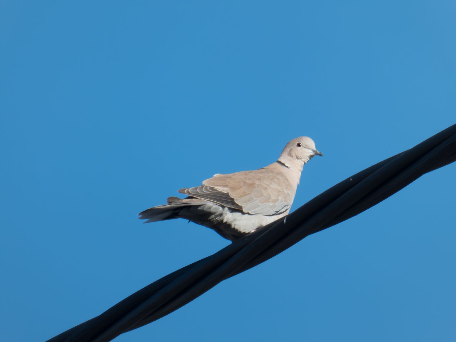 Panasonic Lumix DMC-ZS60 (Lumix DMC-TZ80) sample photo. Dove, pigeon, bird photography