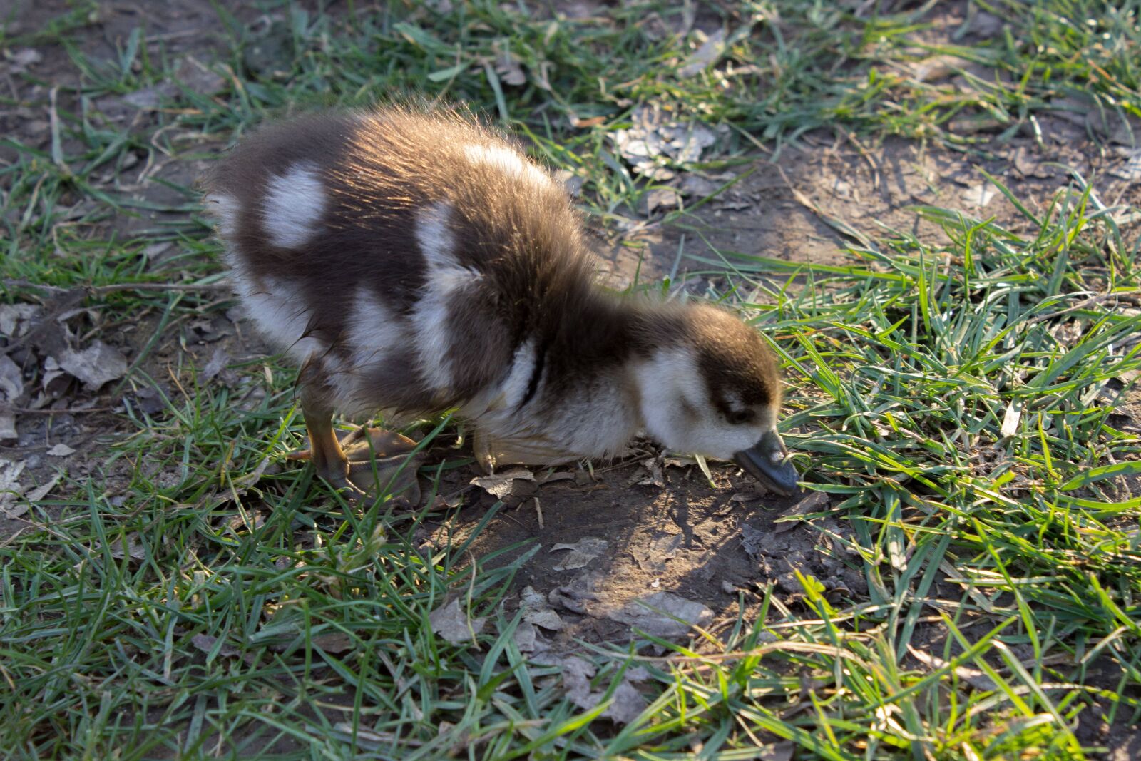 Canon EOS 600D (Rebel EOS T3i / EOS Kiss X5) sample photo. Wild goose, chicks, young photography
