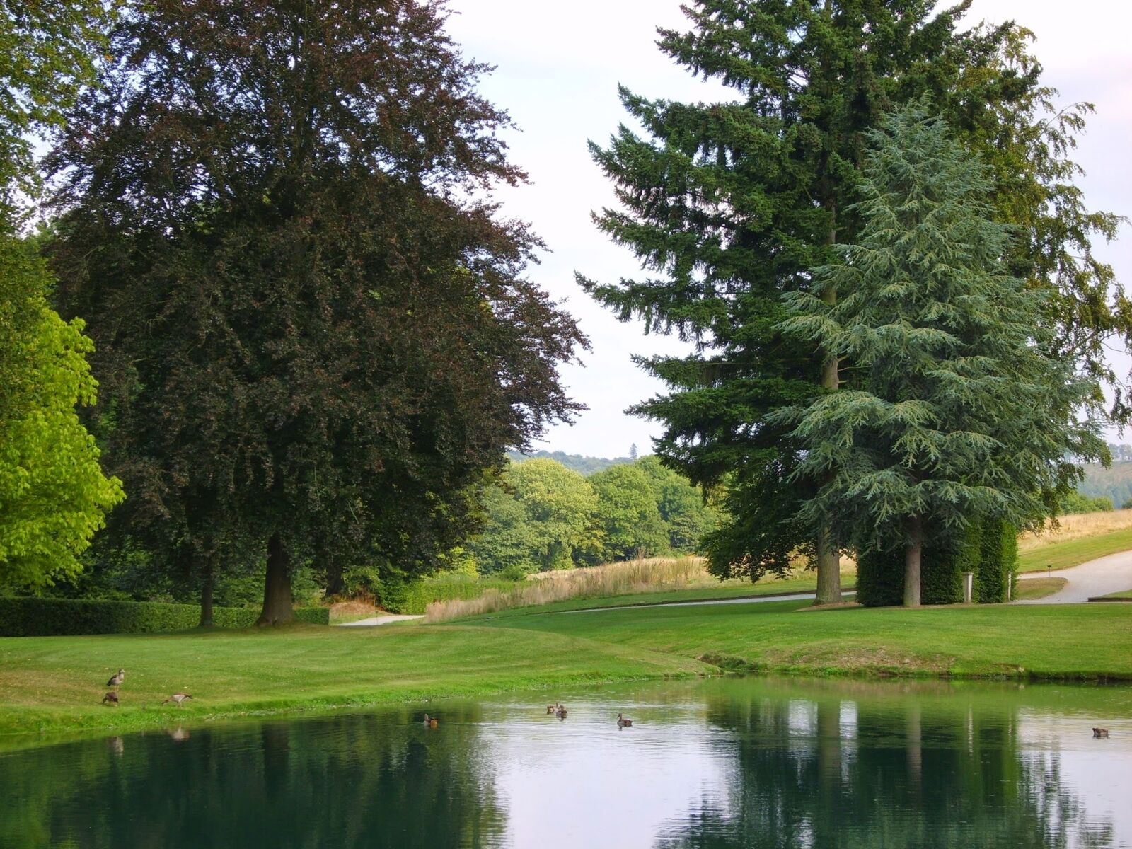 Samsung Digimax S830 / Kenox S830 sample photo. Trees, pond, belgium photography