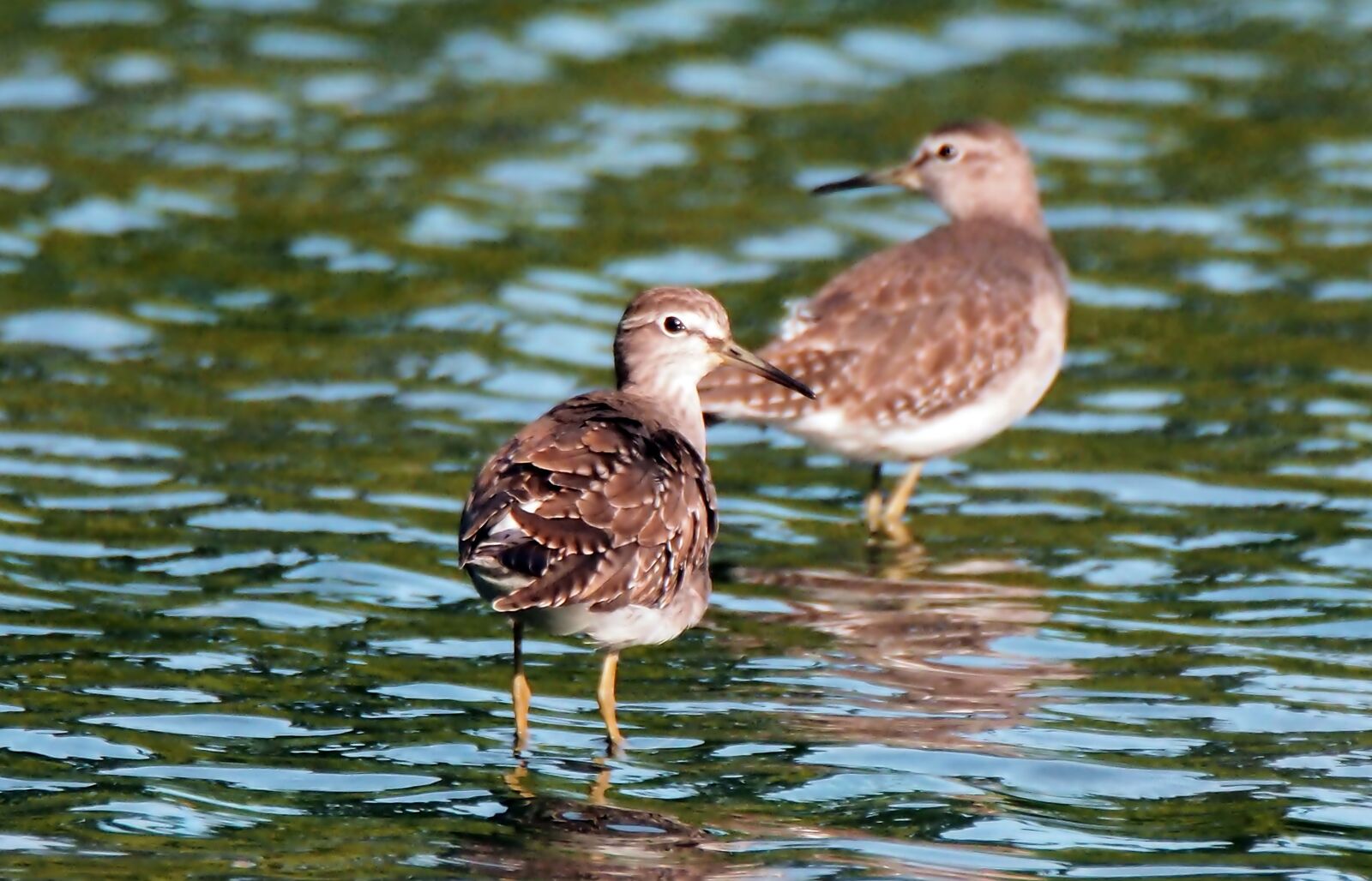 Olympus OM-D E-M1 sample photo. Migratory, bird, wild photography
