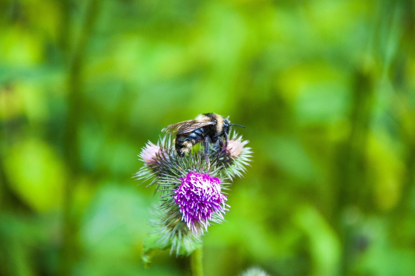 Nikon D90 sample photo. Bieszczady, nature, poland photography