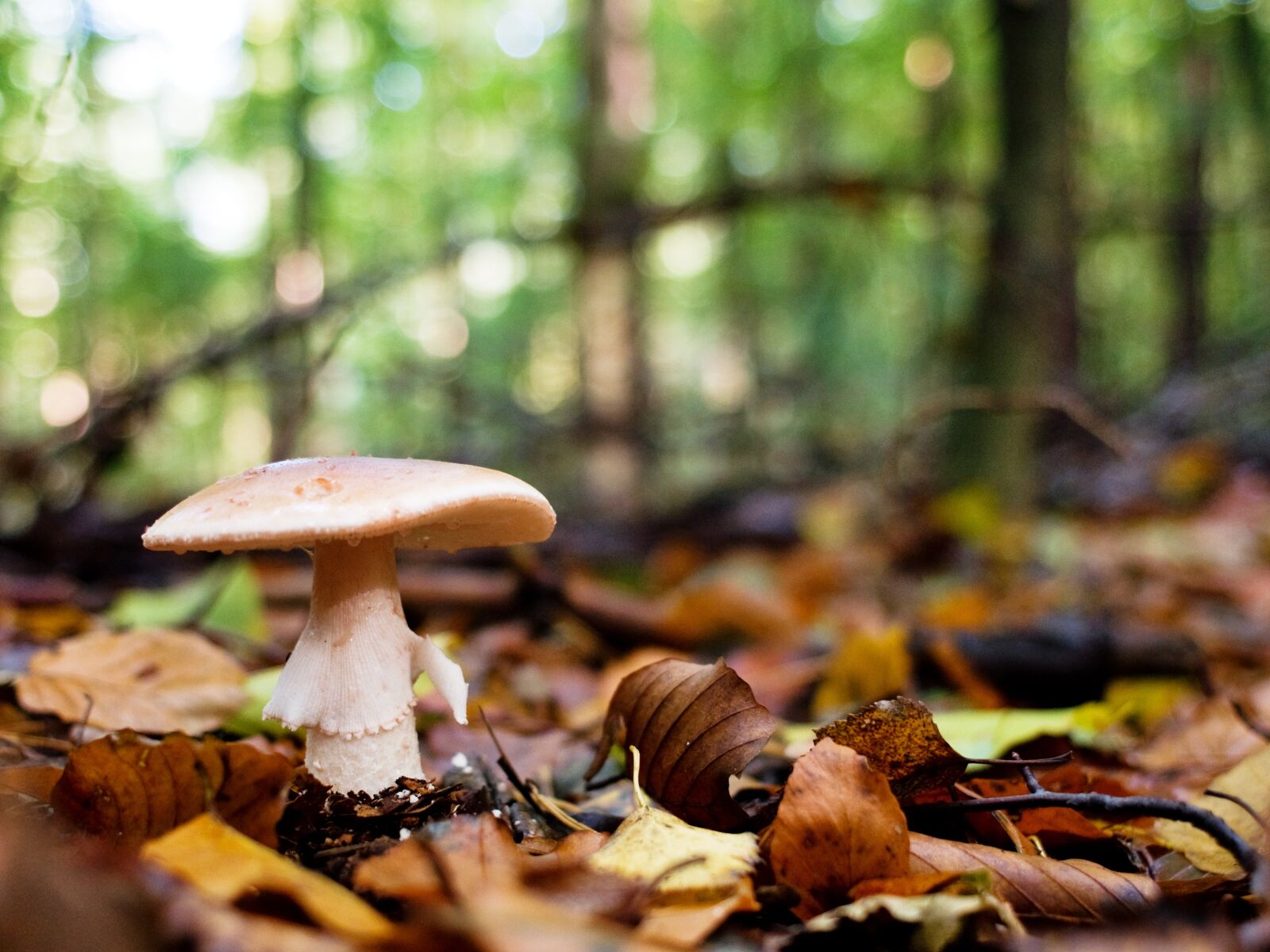Nikon D90 sample photo. Mushrooms, forest, log photography