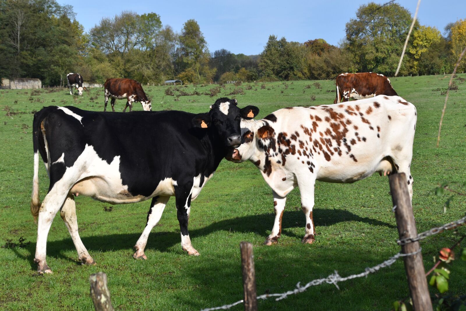 Nikon D5600 sample photo. Cow, cow breton, cow photography