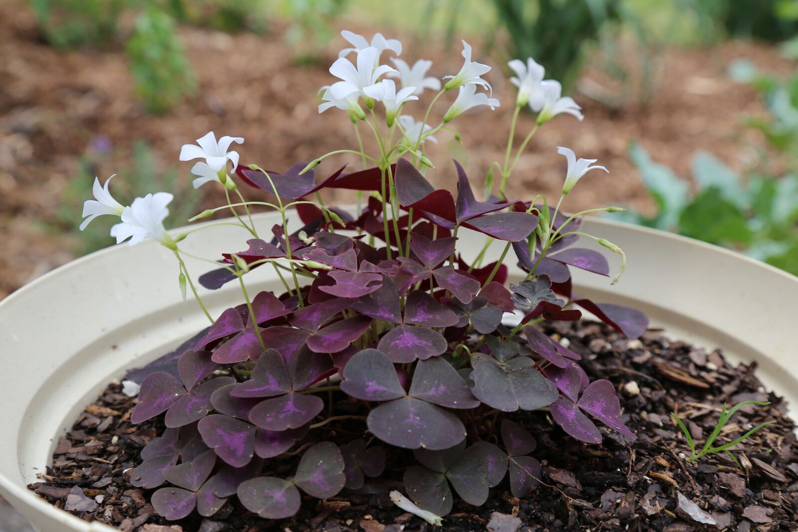 Canon EOS 6D + Canon EF 24-105mm F4L IS USM sample photo. Purple flowers, oxalia, white photography