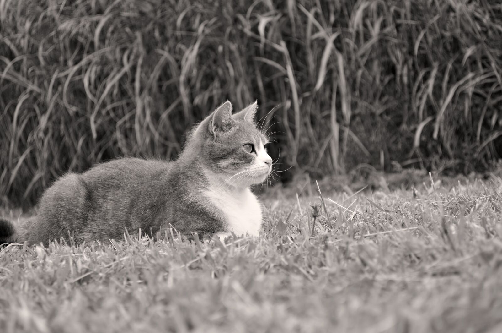 Nikon D5100 sample photo. Cat, animals, feline photography