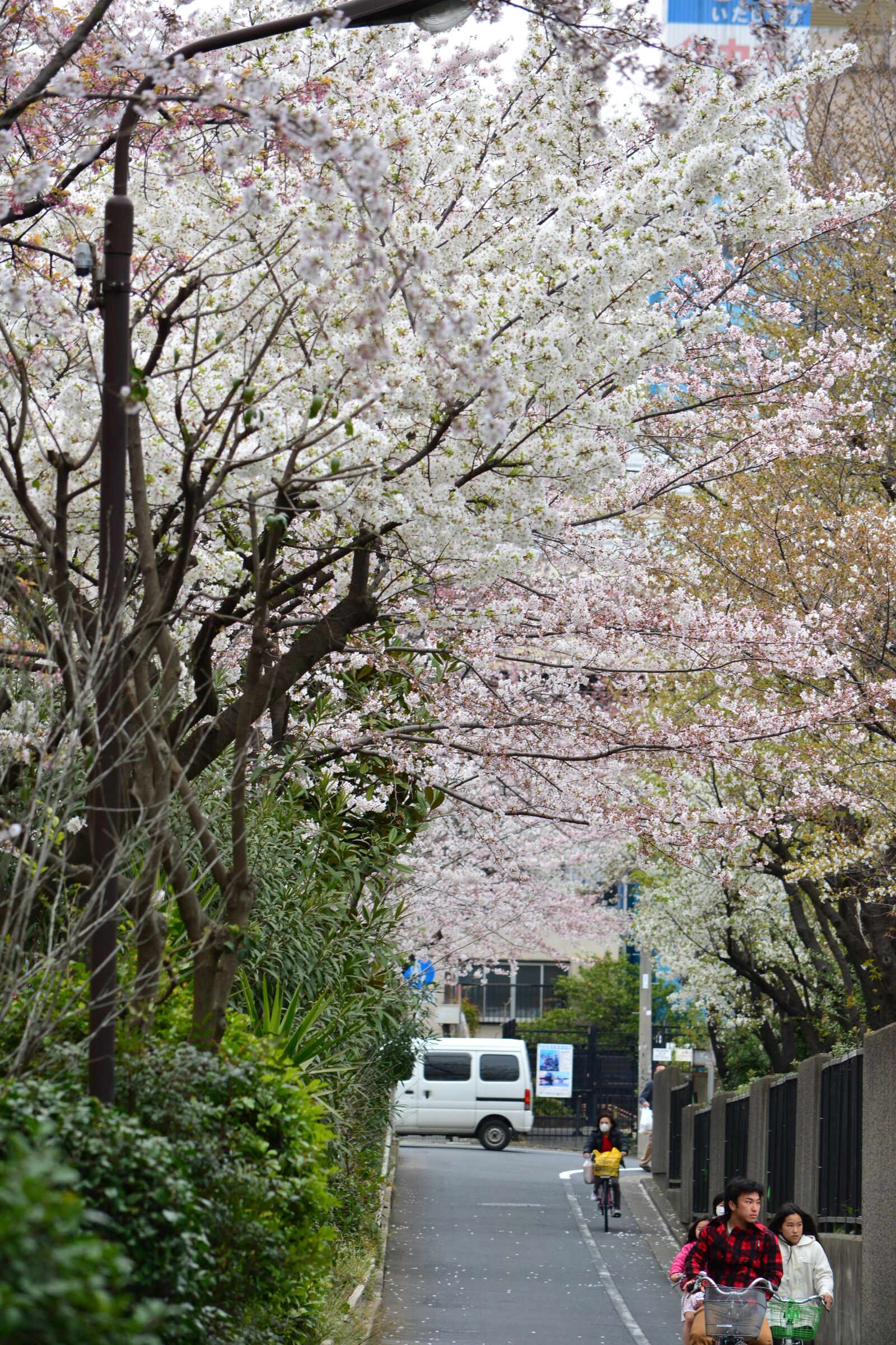Nikon D5200 sample photo. Japan, cherry blossom, full photography