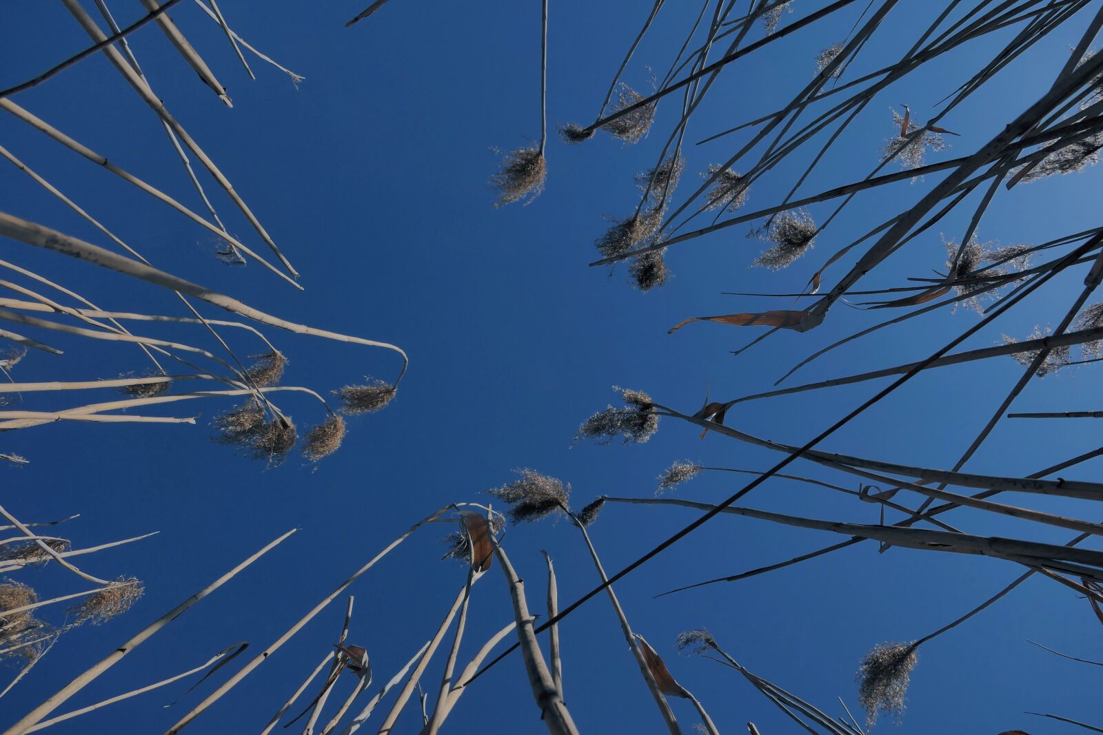 Panasonic Lumix DMC-FZ2500 (Lumix DMC-FZ2000) sample photo. Reeds, blue sky, landscape photography