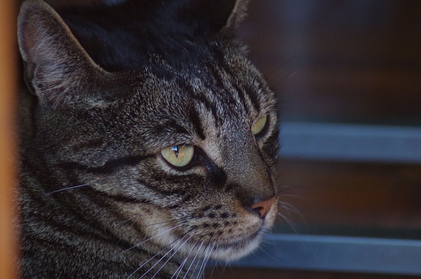 Pentax K-50 sample photo. Pet, cat photography