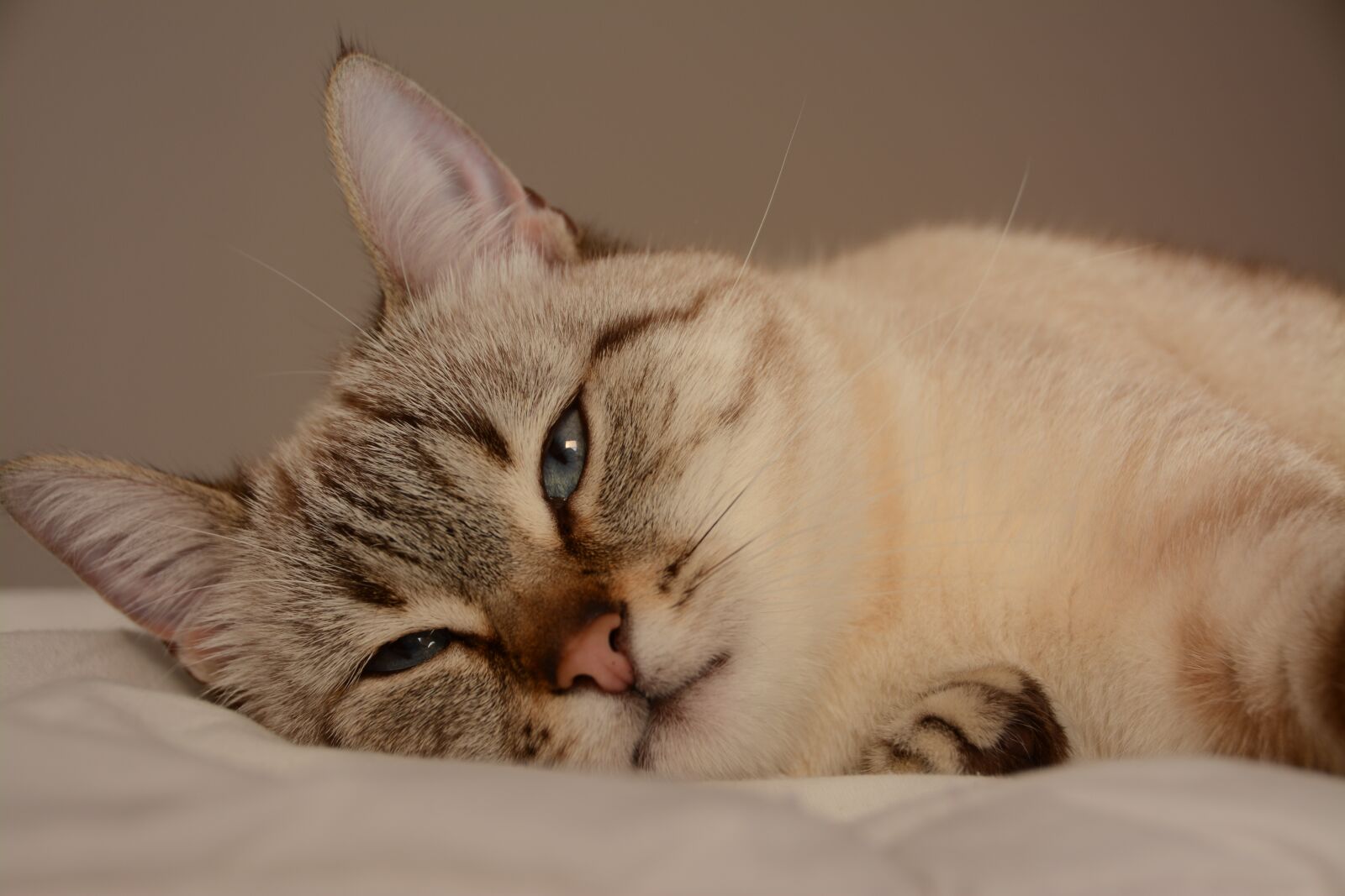 Nikon D7100 sample photo. Cat, animal, eyes photography