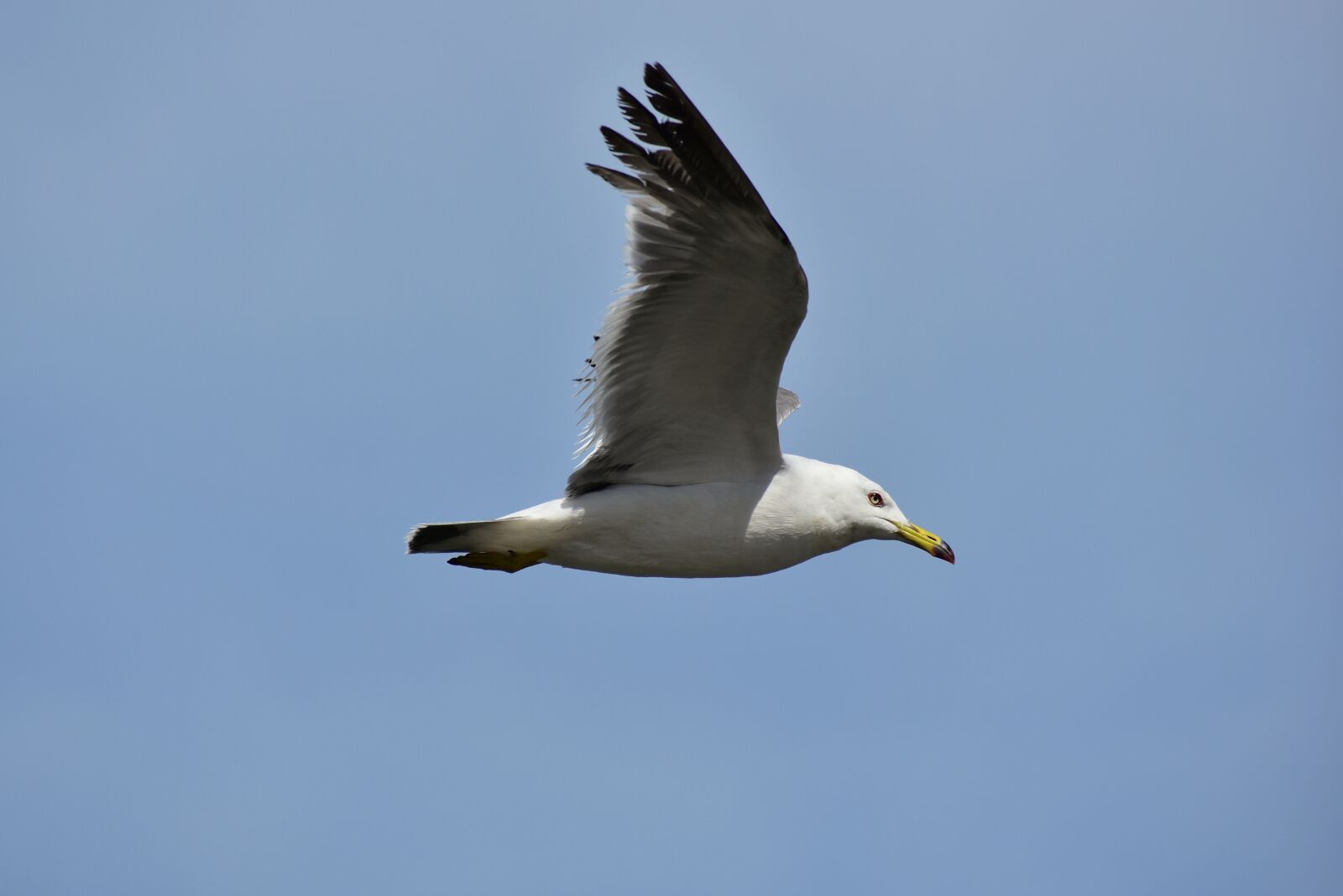 Nikon D7200 sample photo. Animal, sky, bird photography