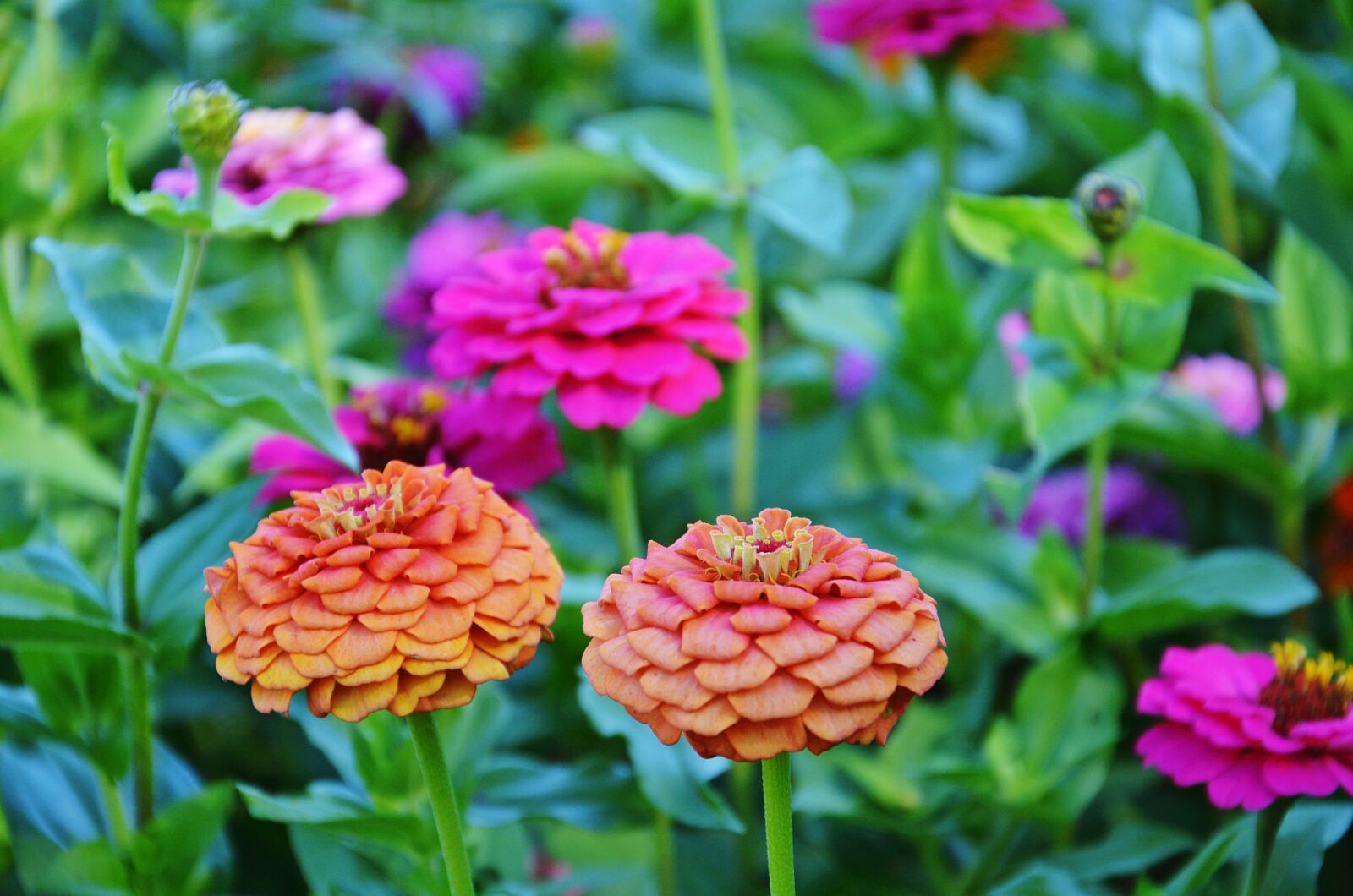 Nikon D7000 sample photo. Blurry, field, of, flowers photography
