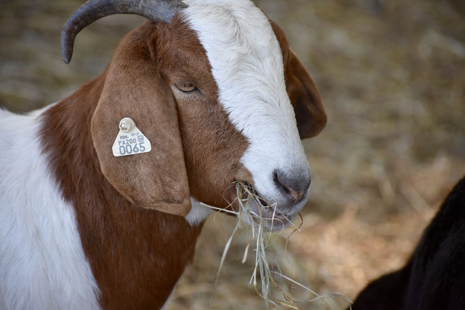 Nikon D3400 sample photo. Goat, animal, farm photography