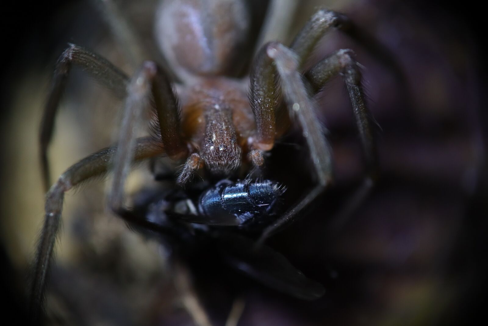 Canon EOS M50 (EOS Kiss M) sample photo. Insects, nature, arachnid photography