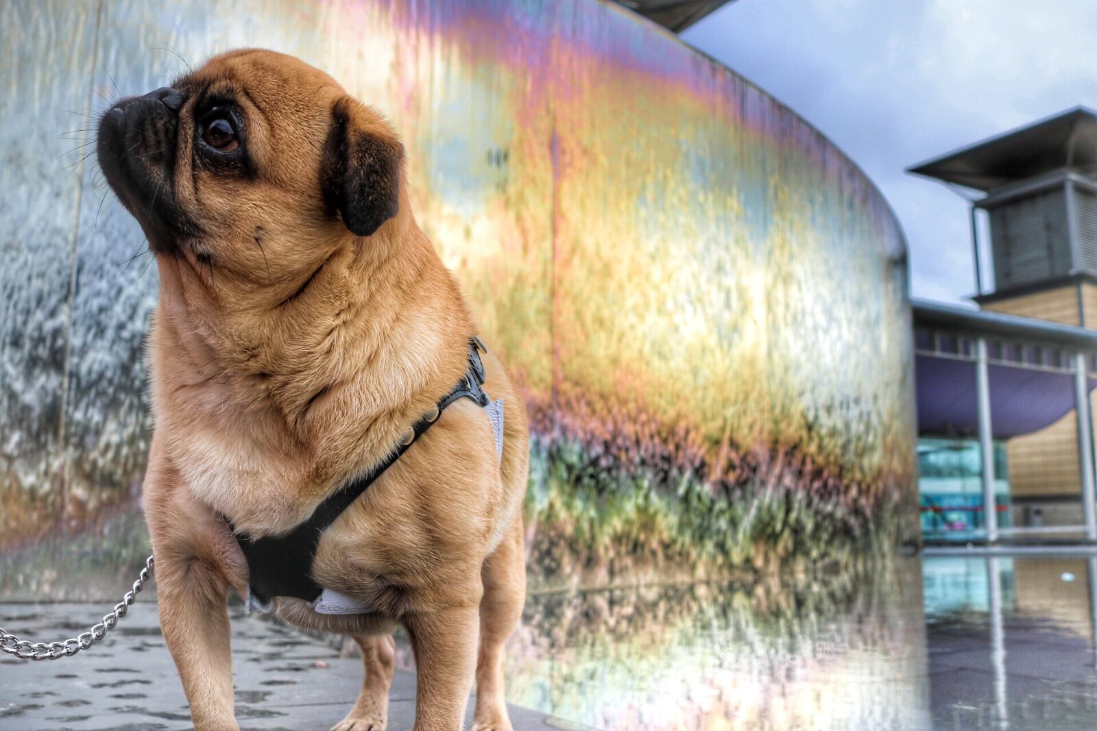 Canon EOS 750D (EOS Rebel T6i / EOS Kiss X8i) sample photo. Pug, dog, doggy photography