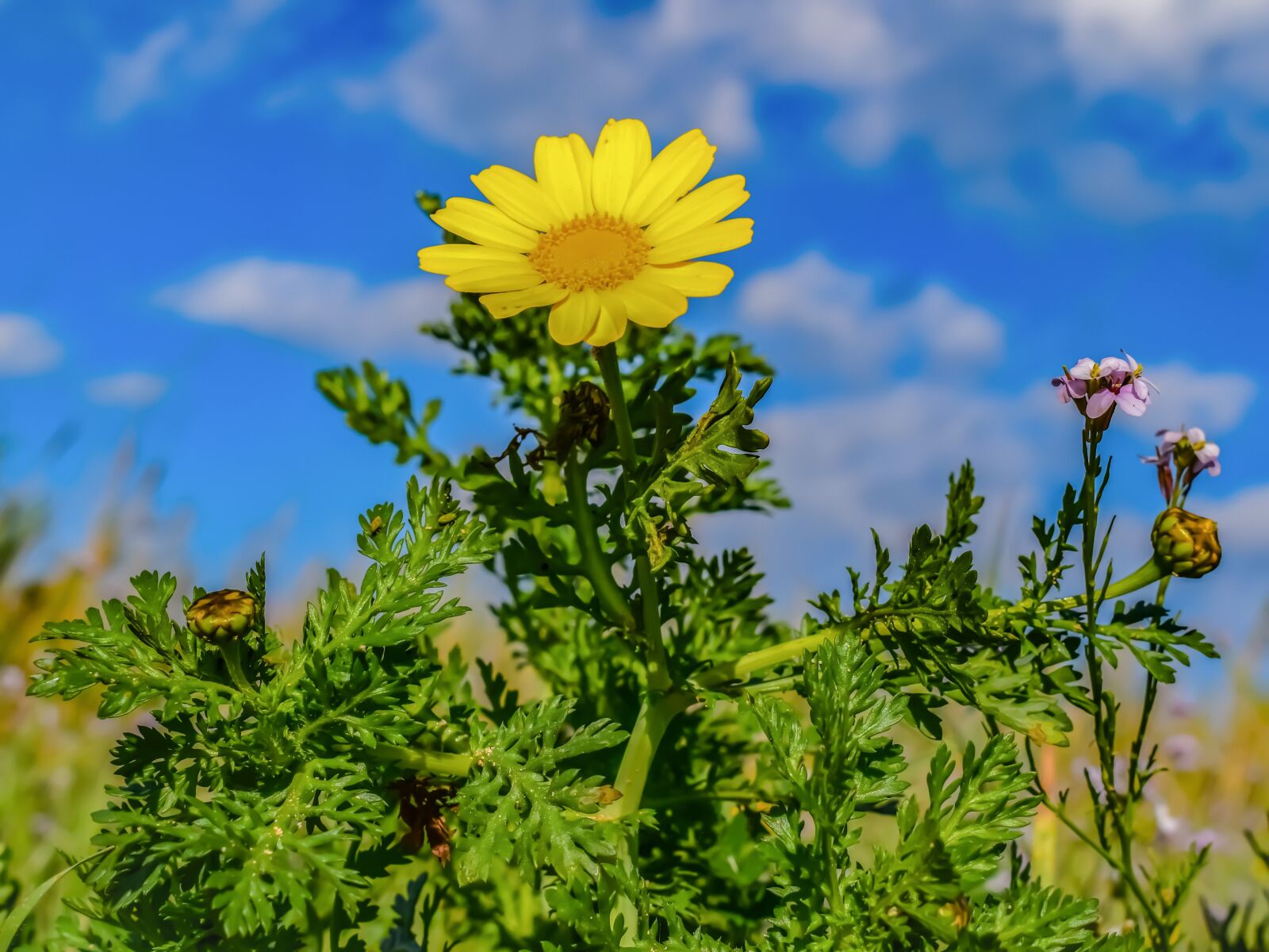 Nikon D3300 sample photo. Daisy, flora, nature photography