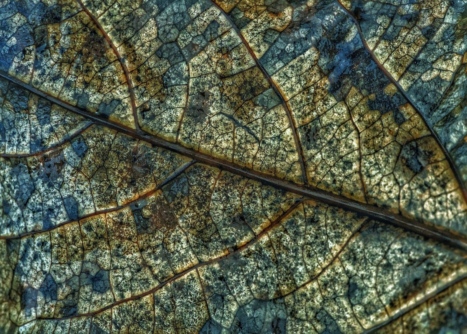Sony SLT-A58 + Minolta AF 100mm F2.8 Macro [New] sample photo. Leaf, leaves, fall foliage photography