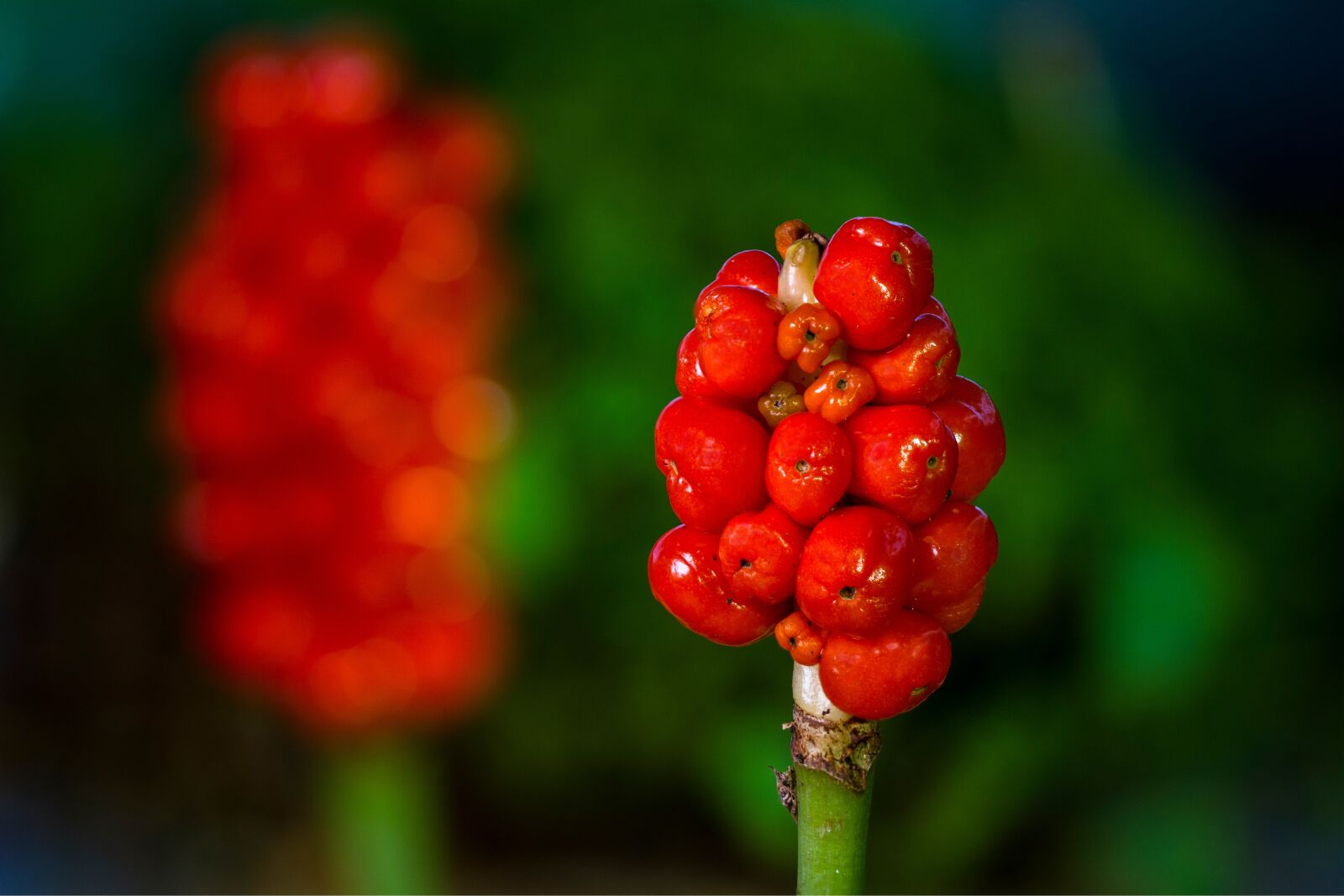 Canon EOS 7D sample photo. Aerosol, infructescence, poisonous plant photography