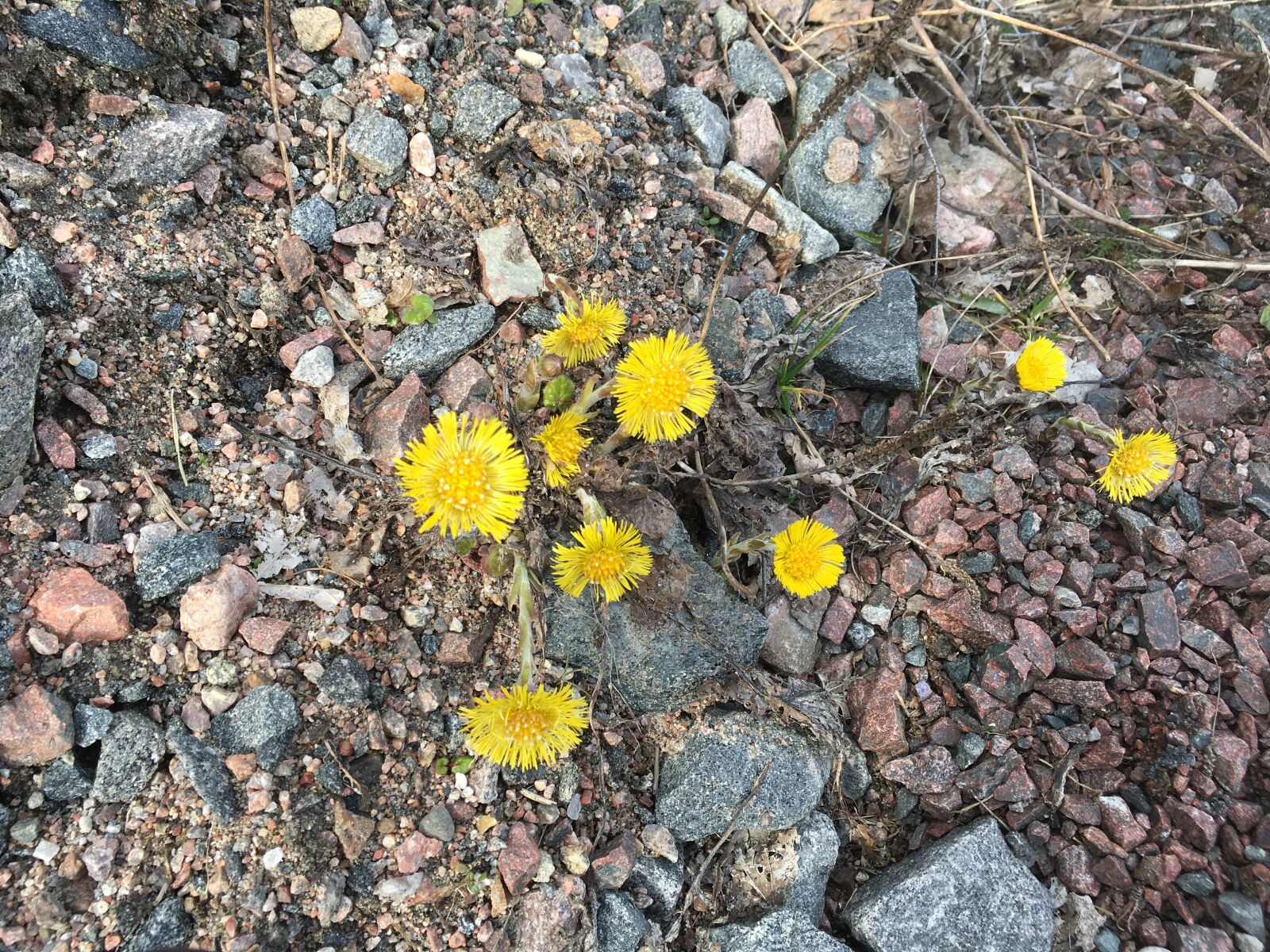 Apple iPhone SE sample photo. Tussilago, spring, yellow photography