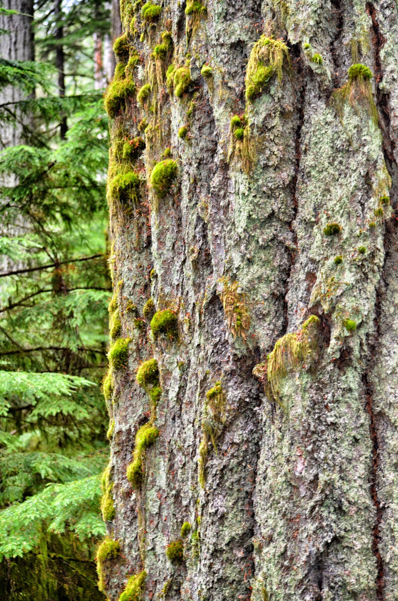 Nikon D7000 sample photo. Tree, old tree, rainforest photography