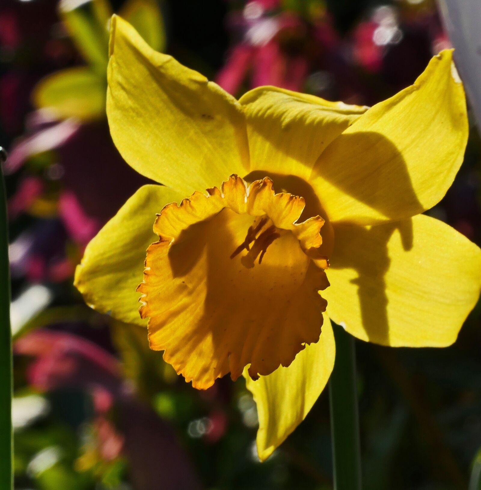 Panasonic Lumix DMC-GX8 sample photo. Daffodil, narcissus, blossom photography